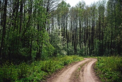 Miško Takas 51. Lazdijai – Veisiejai.