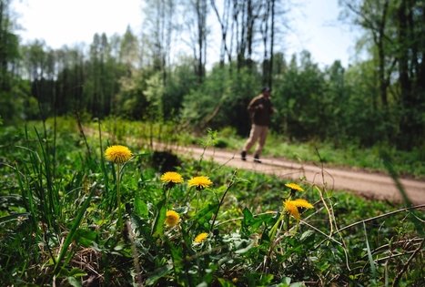 Miško Takas 51. Lazdijai – Veisiejai.