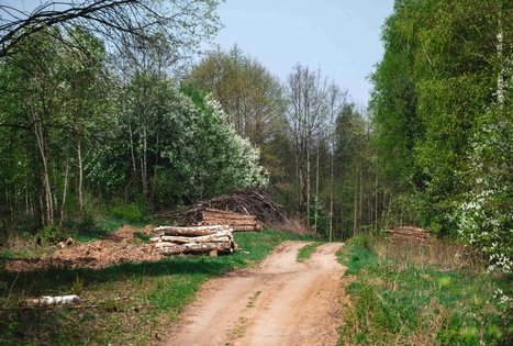 Miško Takas 51. Lazdijai – Veisiejai.