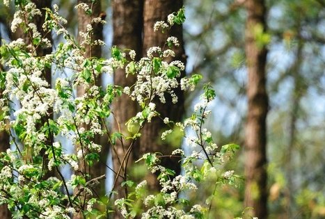 Miško Takas 51. Lazdijai – Veisiejai.