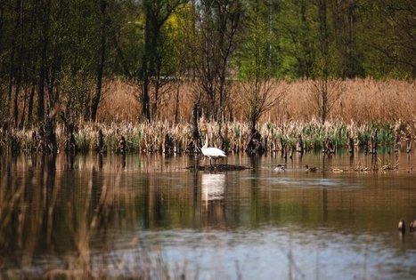 Miško Takas 51. Lazdijai – Veisiejai.