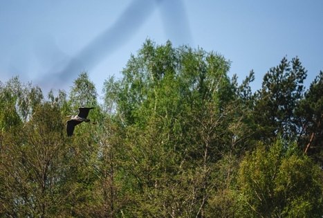 Miško Takas 51. Lazdijai – Veisiejai.