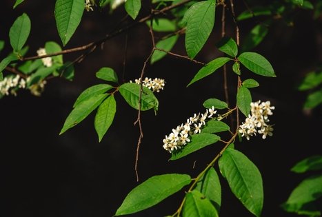 Miško Takas 52. Veisiejai – Trikojis.