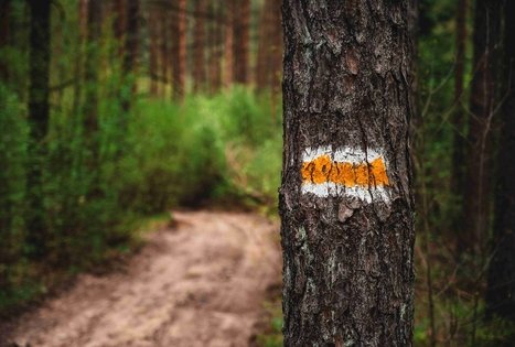 Miško Takas 52. Veisiejai – Trikojis.