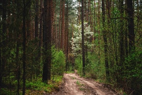Miško Takas 52. Veisiejai – Trikojis.