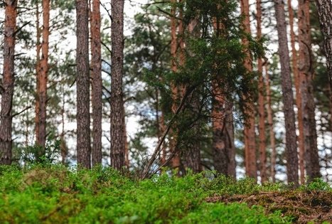 Miško Takas 52. Veisiejai – Trikojis.