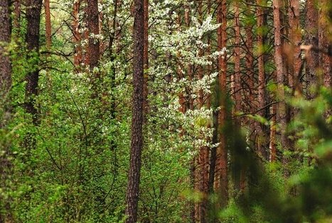 Miško Takas 52. Veisiejai – Trikojis.