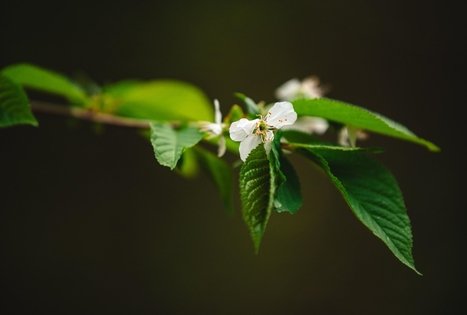Miško Takas 52. Veisiejai – Trikojis.
