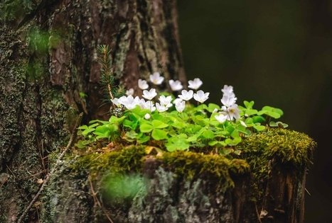 Miško Takas 52. Veisiejai – Trikojis.
