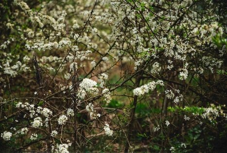 Miško Takas 52. Veisiejai – Trikojis.
