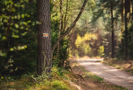 Miško Takas 53. Trikojis – Didžiasalis.