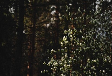 Miško Takas 53. Trikojis – Didžiasalis.