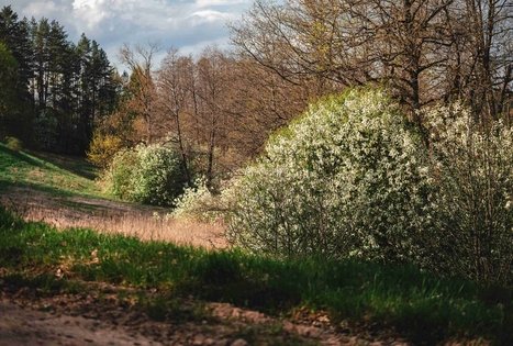 Miško Takas 53. Trikojis – Didžiasalis.