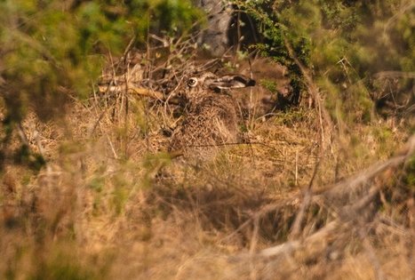 Miško Takas 53. Trikojis – Didžiasalis.