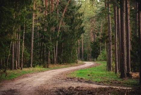 Miško Takas 53. Trikojis – Didžiasalis.