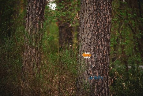 Miško Takas 53. Trikojis – Didžiasalis.