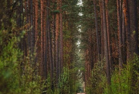 Miško Takas 53. Trikojis – Didžiasalis.