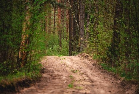 Miško Takas 53. Trikojis – Didžiasalis.