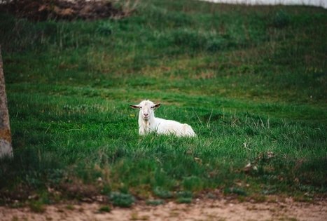 Miško Takas 53. Trikojis – Didžiasalis.