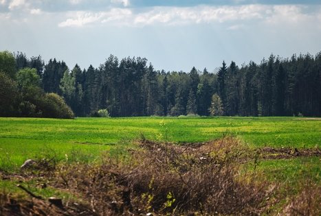 Miško Takas 53. Trikojis – Didžiasalis.