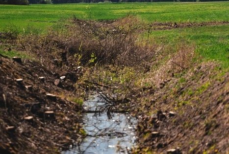 Miško Takas 53. Trikojis – Didžiasalis.