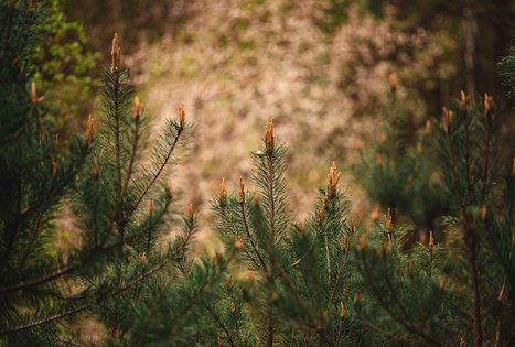 Miško Takas 55. Žiogeliai – Merkinė.