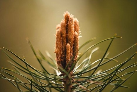 Miško Takas 55. Žiogeliai – Merkinė.