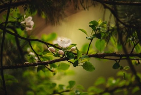 Miško Takas 55. Žiogeliai – Merkinė.