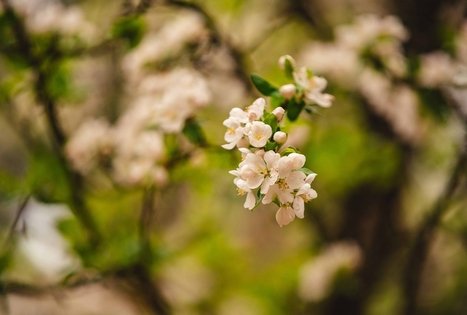 Miško Takas 55. Žiogeliai – Merkinė.