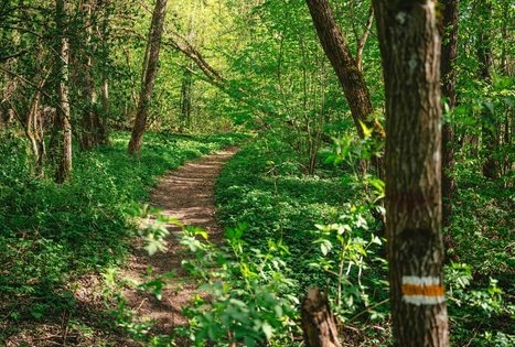 Miško Takas 57. Nemunaitis – Alytus.