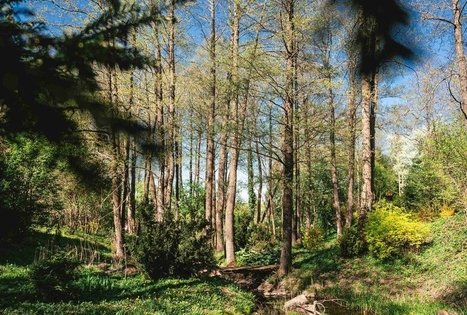 Miško Takas 58. Alytus – Panemunis.