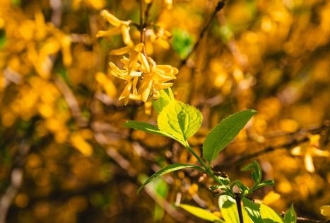 Miško Takas 58. Alytus – Panemunis.