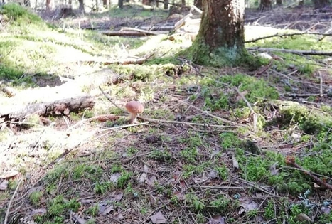 Pažink Labanorą! - pėsčiųjų žygis po Labanoro regioninį parką