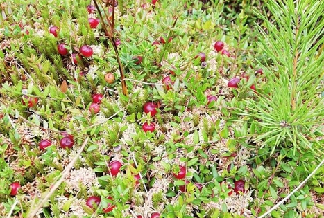 Pažink Labanorą! - pėsčiųjų žygis po Labanoro regioninį parką