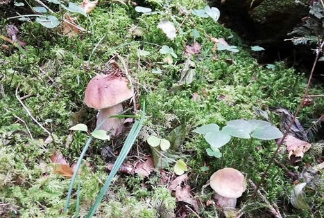 Pažink Labanorą! - pėsčiųjų žygis po Labanoro regioninį parką