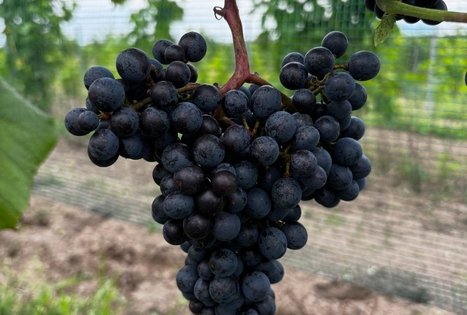 Šeimos ūkis „Geltoni botai“