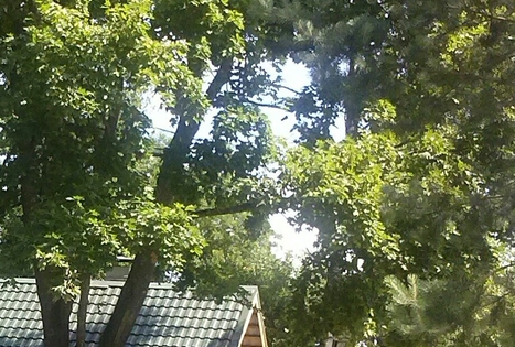 Sodyba „Altonė“