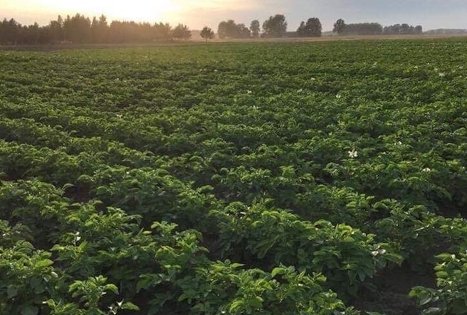 Agniaus Žebrio ūkis