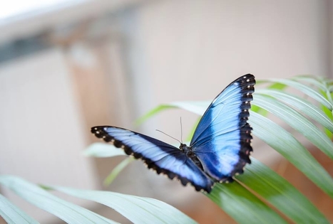 Akmenės krašto muziejus