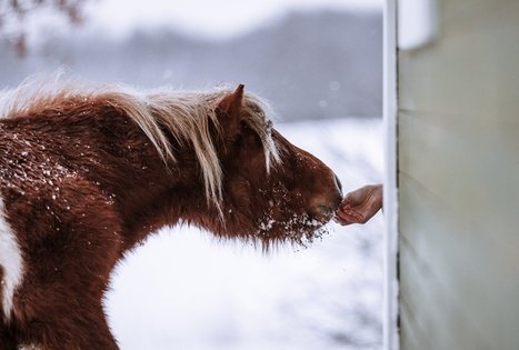 Alantos žirgai – ekologinis ūkis