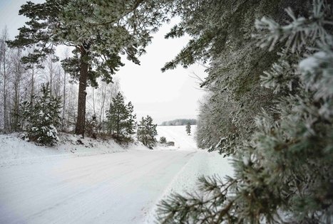Miško Takas 51. Lazdijai – Veisiejai.