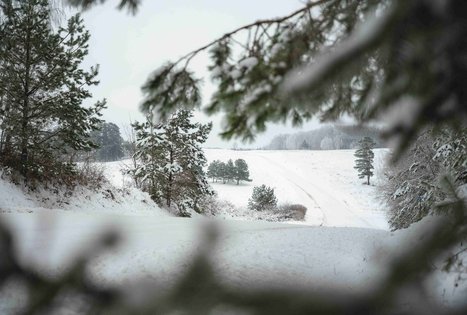 Miško Takas 51. Lazdijai – Veisiejai.