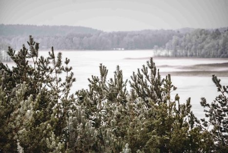 Miško Takas 51. Lazdijai – Veisiejai.