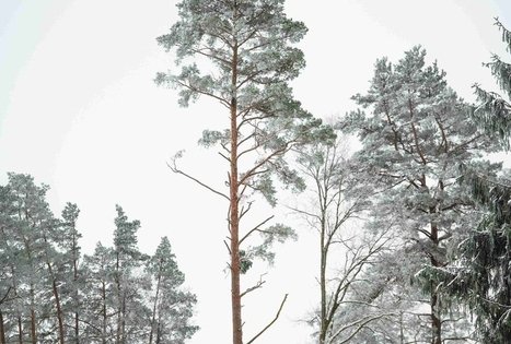 Miško Takas 52. Veisiejai – Trikojis.