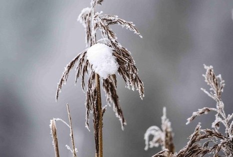 Miško Takas 52. Veisiejai – Trikojis.