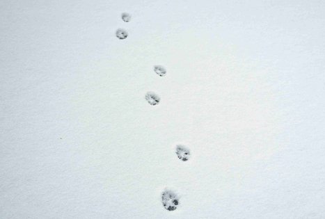 Miško Takas 53. Trikojis – Didžiasalis.