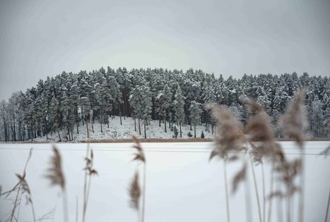 Miško Takas 53. Trikojis – Didžiasalis.