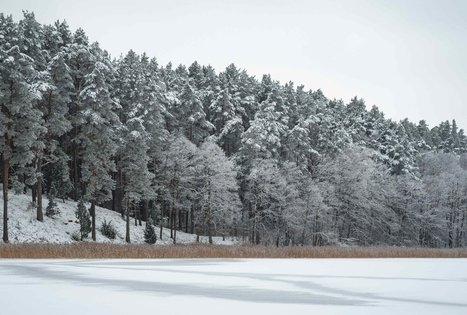 Miško Takas 53. Trikojis – Didžiasalis.