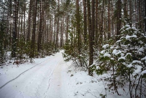 Miško Takas 53. Trikojis – Didžiasalis.