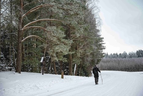 Miško Takas 53. Trikojis – Didžiasalis.